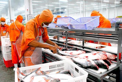 Workers processing tra fish at Cafetex company (Photo: SGGP)